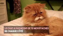 FEMME ACTUELLE - 10 trucs à savoir sur les chats