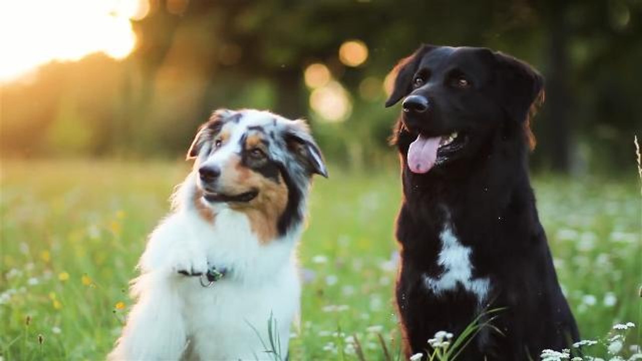 FEMME ACTUELLE - Le berger Australien, un chien star