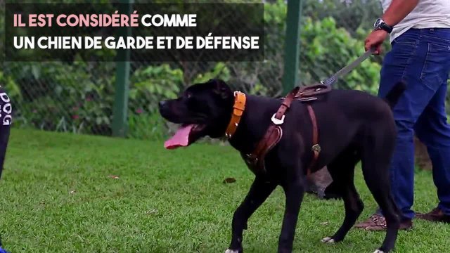 FEMME ACTUELLE - Le cane corso, un chien molosse