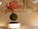 Plantes en lévitation avec le Air Bonsai