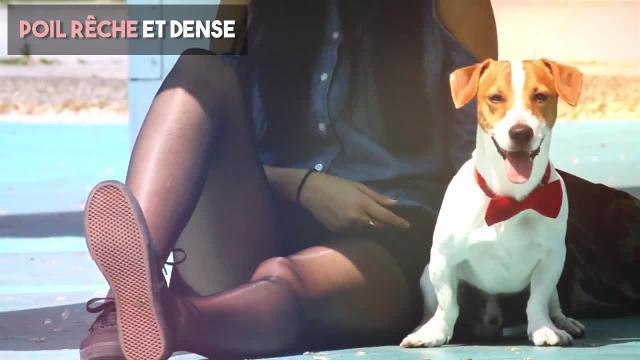 FEMME ACTUELLE - Le Jack Russel Terrier : un petit chien très actif