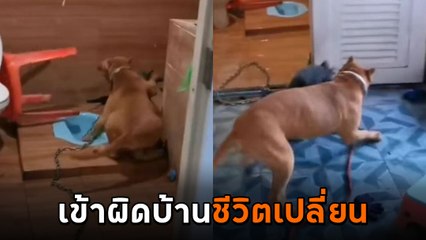 เดือด ! พิตบูลล่าตัวเหี้ยบุกบ้าน ทีเดียวเอาอยู่ หลังจากนี้คงไม่กล้ากลับมาแล้ว