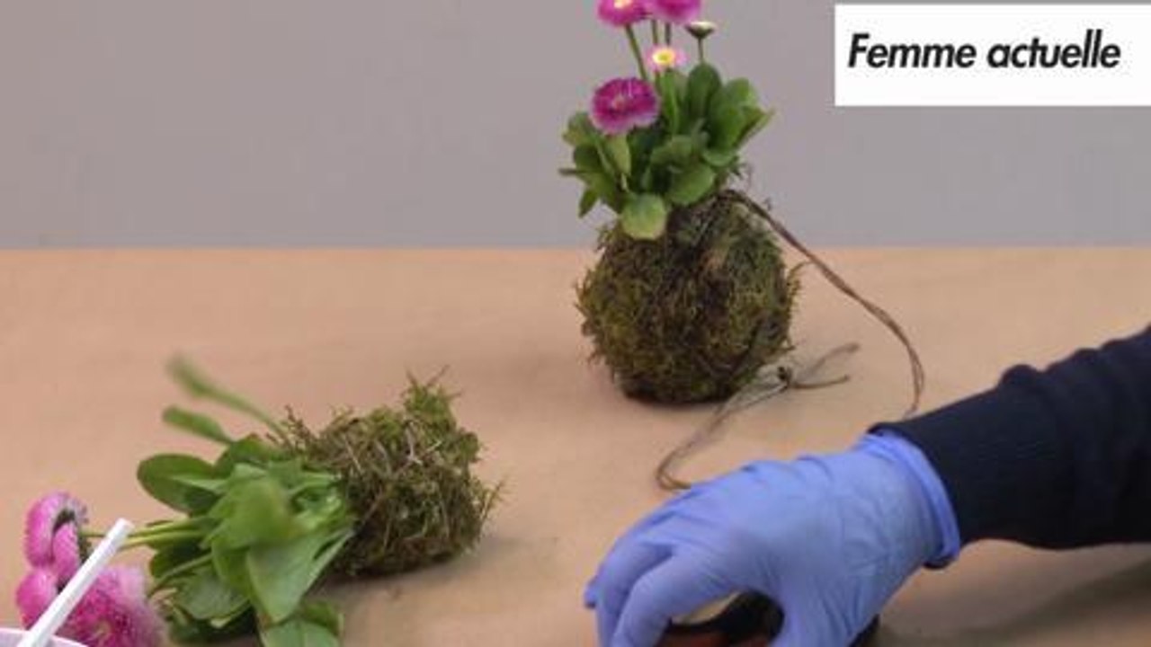 Comment faire un kokedama (air bonsai)