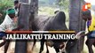 Watch Bulls Being Trained For Jallikattu Festival In Tamil Nadu