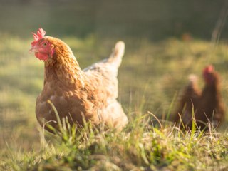 Une poule au poulailler, on peut craquer !
