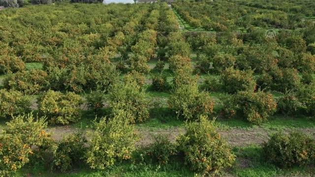 Deneme amaçlı yetiştirilen altın portakal da ilk hasat yapıldı