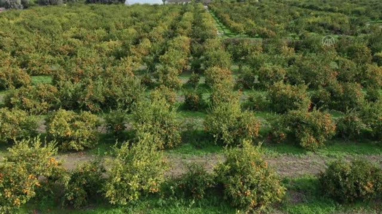 Deneme amaçlı yetiştirilen "altın portakal"da ilk hasat yapıldı