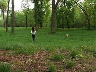 Comment aider mon chien à rester en forme ?