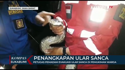 Petugas Pemadam Evakuasi Ular Sanca Di Pemukiman Warga