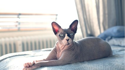 Quels sont les animaux de compagnie sans poils ?