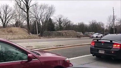 Insolite : une course poursuite entre la police et des poneys !