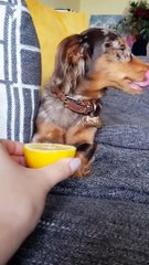 Hilarant : quand ton chien goûte un citron pour la première fois