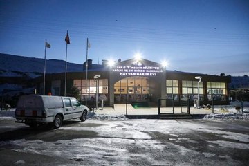 Van'da başıboş dolaşan pitbull koruma altına alındı