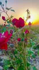 Sari duniya bhulaye baitha hon