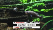 Messico, il tequila fish torna a nuotare in Messico dopo l'estinzione in natura