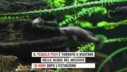 Messico, il tequila fish torna a nuotare in Messico dopo l'estinzione in natura
