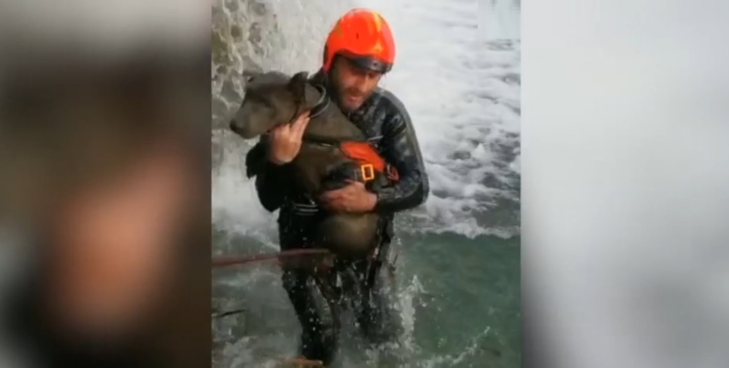 Pistoia - Salvato cane finito nel fiume Ombrone (30.12.21)