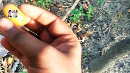 Village Daily Rutine Amazing Life