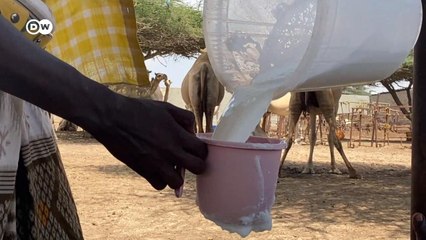 हर दिन ये एक हजार लीटर ऊंटनी का दूध बेचते हैं