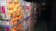 ضبط تسعة ملايين حبة كبتاغون مخبأة في شحنة برتقال في مرفأ بيروت