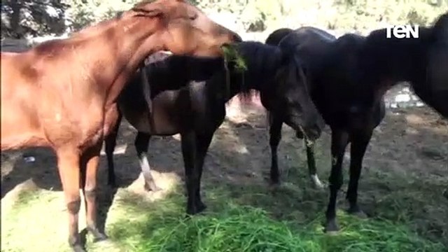 تربية الخيول العربية الاصيلة تزدهر بمحافظة الشرقية .. والطحاوية اشهر عائلة في المجال