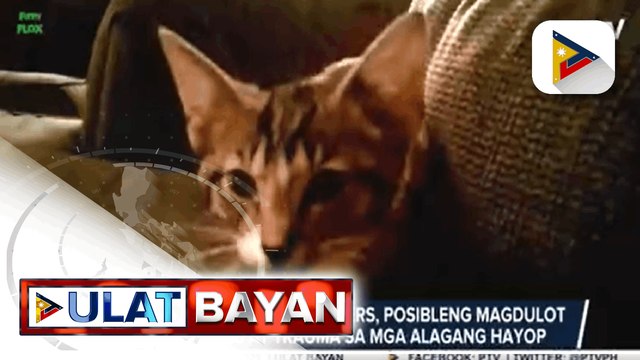 Tips para makaiwas sa stress ang mga alagang hayop sa maingay na pagsalubong ng bagong taon, inilatag ng eksperto