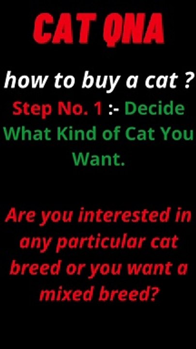 how to buy a cat?