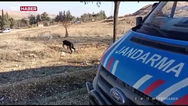 Yaptırımlardan korkanlar pitbull cinsi köpeklerini sokağa terk ediyor