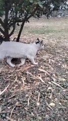 Cats Playing In Park By Kingdom of Awais
