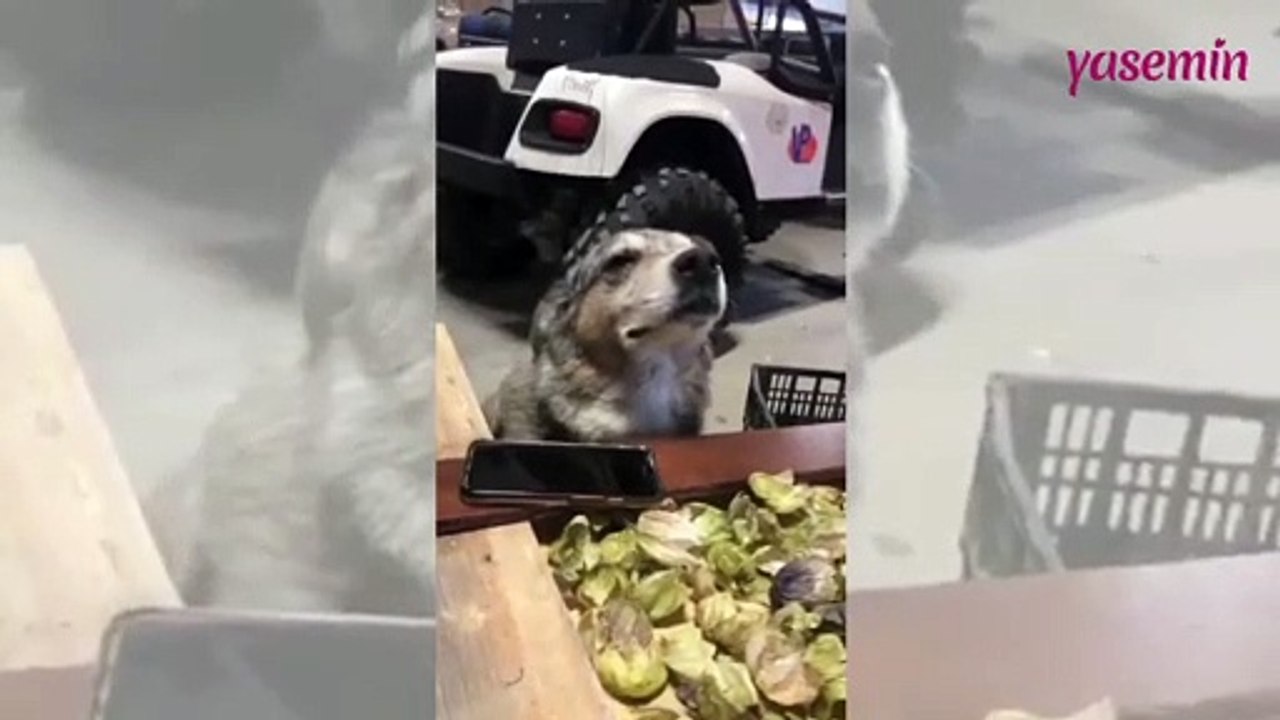 Köpeğin müzik dinlerken kendinden geçtiği anlar