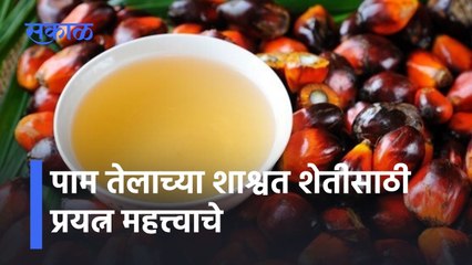 Palm Oil: पाम तेलाच्या शाश्वत शेतीसाठी प्रयत्न महत्त्वाचे