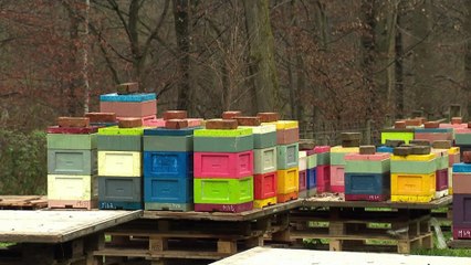 Zu mildes Wetter: Bienen werden aus dem Winterschlaf gerissen