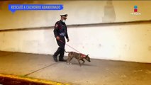 Policía rescató a un cachorro abandonado