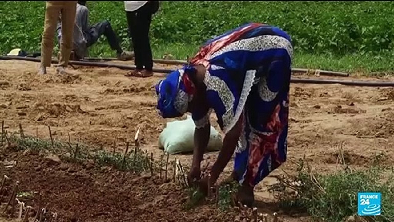 Sénégal : des jardins circulaires pour cultiver fruits, légumes et plantes médicinales