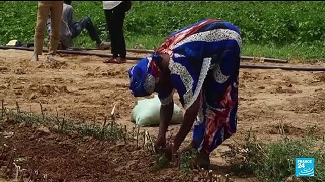 Sénégal : des jardins circulaires pour cultiver fruits, légumes et plantes médicinales