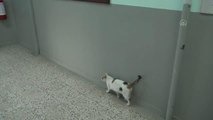 AFYONKARAHİSAR - Kedi 
