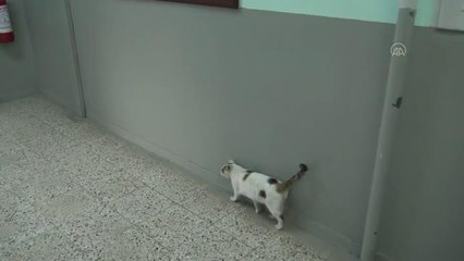 AFYONKARAHİSAR - Kedi "Pamuk" okulun maskotu oldu