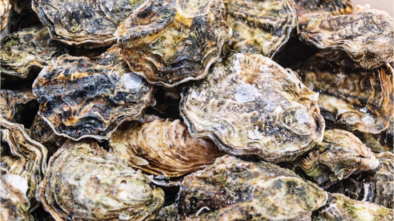 Des huîtres piégées : la surprenante idée d’un ostréiculteur pour se protéger des vols