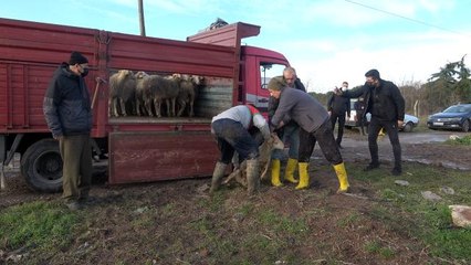 Selde koyunları telef olan aileye 11 koyun hediye verildi