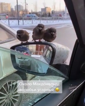 Des oiseaux pas très timides viennent demander à manger