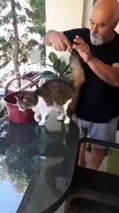 Un chat de retour de balade... Il prend l'ascenseur pour rentrer