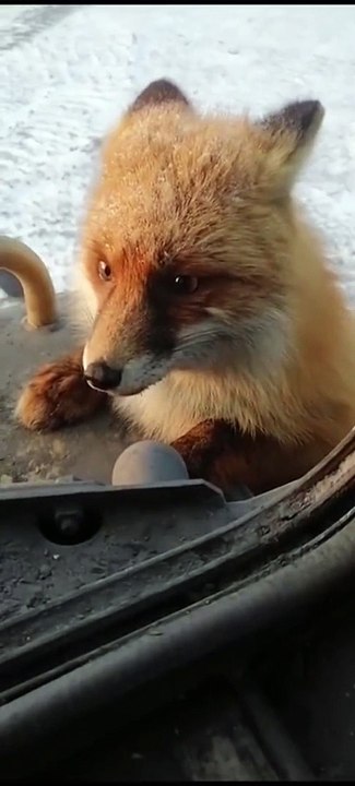 Ce renard sauvage attend son repas