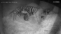 شاهد | ولادة نمر سومطرة النادر والمهدد بالانقراض في حديقة الحيوانات بلندن