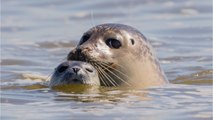 Environnement : 750 euros d'amende pour ceux qui dérangent les phoques en Baie de Somme