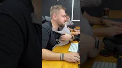 Sphinx Cat Cuddles Coworkers