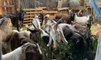 Un sapin de Noël au menu des chèvres et moutons de la ferme des 1001 cornes