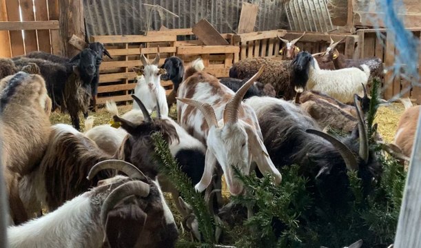 Un sapin de Noël au menu des chèvres et moutons de la ferme des 1001 cornes