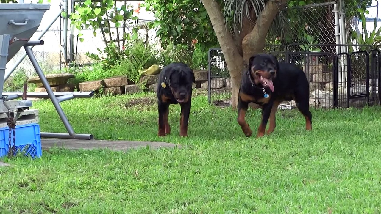 Rottweiler Brothers 10 months old