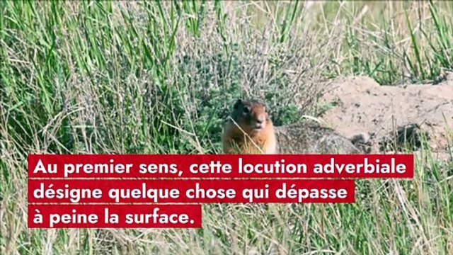 À fleur de peau : origine et signification de l’expression