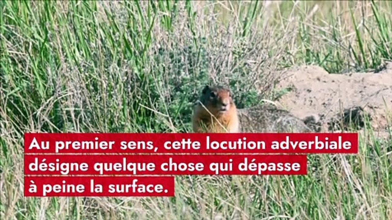 "À fleur de peau" : origine et signification de l’expression